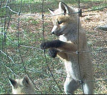 The wire fence is to keep our dogs from bothering them.  The kits treat it as a jungle jim.